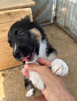 🦴Neugieriger Welpe Bones 🐾 - Eislingen (Fils)
