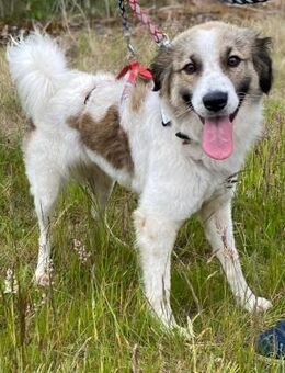 Luna - aktive Familie gesucht - Grevenbroich