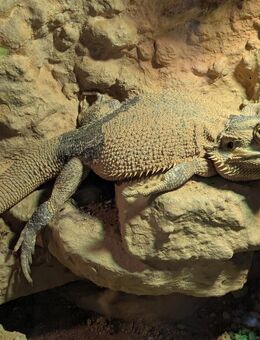 Bartagame in gute Hände abzugeben - Hankensbüttel
