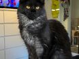 Maine Coon Kitten Wurfankündigung in 54424