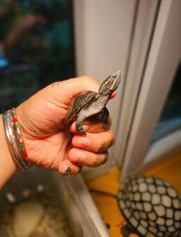 Moschuschildkröten - Kürten