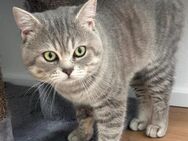 Balu Herzlicher BKH-Kater sucht ein li - Benediktbeuern
