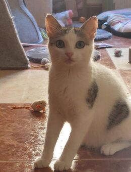 Kittenmädchen Vilma sucht ihr HappyHome - Bad Camberg