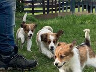 Kooiker/Kooikerhondje - Sustrum