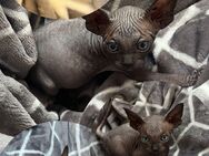 Zauberhafte Canadian Sphynx Kitten - Köln Zentrum