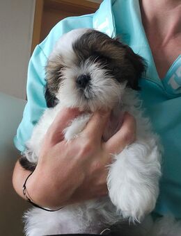 Oreo sucht eine Familie - Güstrow