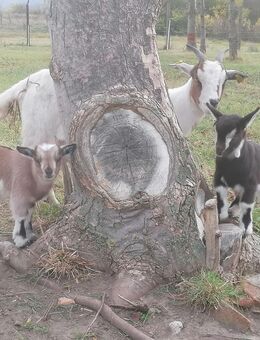Zwergziegen, Zicklein, Zwergziege mit Lämmern - Blankenburg (Harz)