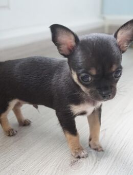 Chihuahua Welpen - Lippstadt