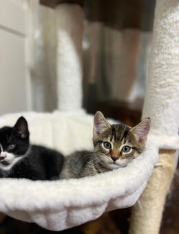 Maine Coon Langhaar mix mit Hauskatze - Osnabrück