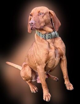 Ich heiße Jack... mit Video - Frankfurt (Main)