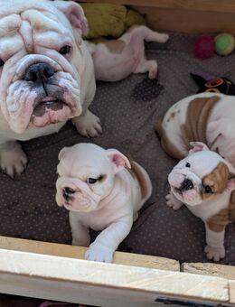 English Bulldog Puppies - Ibbenbüren