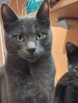 Möchte Ihre Familie Silver aufnehmen? - Neuss