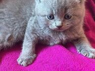 BKH Kitten - Duisburg