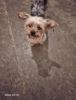 Dobby kleiner süßer Yorkie Rüde sucht ein Zuhause - Leipzig