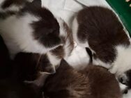 Hauskatzen suchen neues Zuhause - Hechthausen