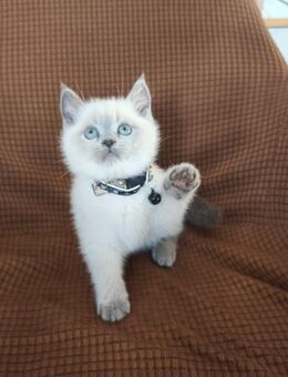 Reinrassige BKH Kitten blue Point - Erkrath (Fundort des Neanderthalers)