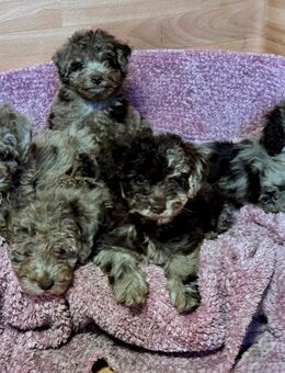 seltene Mini Pudel Babys suchen ein zu Hause - Rüdersdorf (Berlin)