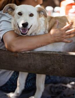 Lola 💗 intelligente, verschmuste Hündin - Hamburg