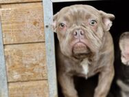 Beauty, hübsche Französische Bulldogge - Remagen