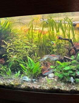 240 l Aquarium Komplettset - Sömmerda