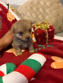 Pomeranian Mix Welpen - suchen ein liebevolles Zuhause! in 47139