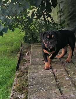 Old English Bulldog - Woldegk
