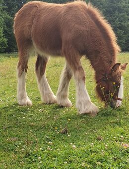 Irish Cob / Tinker Stute Absetzer - Rohrberg (Sachsen-Anhalt)