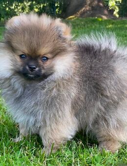 Zwergspitz Pomeranian Welpen mit Ahnentafel - Haltern (See)