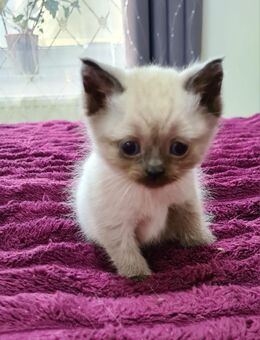 Süße BKH suchen ein neues Zuhause! - Wittmund