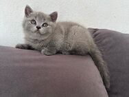 BKH Kätzchen reinrassige Britisch Kurzhaar Kitten - Reutlingen