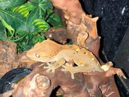Kronengeckos (Correlophus ciliatus) - Nachzuchten abzugeben - Langenfeld (Rheinland)