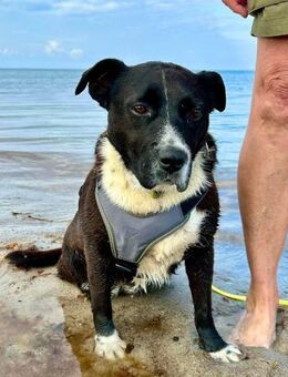 Liebe mittelgroße Hündin, 5 Jahre - Kappeln (Schleswig-Holstein)