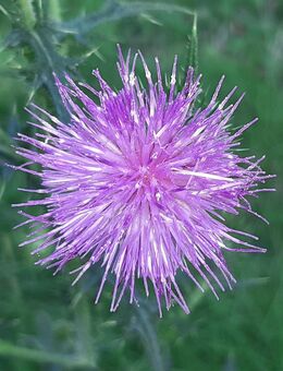 Kommst Du mit mir auf die Jagd ? - Darmstadt