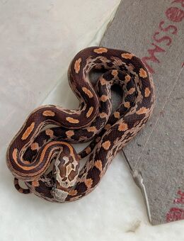 Baby Kornnatter Pantheropphis guttatus Anery/Tessara abzugeben von 06/25 - Chemnitz