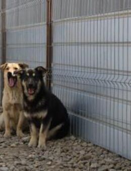 Moroni hofft auf einen Neuanfang - Celle