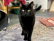 Salem-Verschmuster Kater sucht HappyHome - Bad Camberg