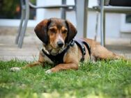 Gerry, schüchterner Rüde, ca. 1 Jahr, 85 - Vaterstetten
