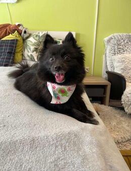 Mable möchte Einzelprinzessin sein - Chemnitz