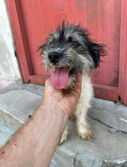Milly sucht ihr Kuschelkörbchen - Bissingen