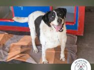 Deny Wasserratte sucht Zuhause - Kirchzell