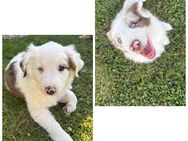 Australian Shepherd Welpen „Eisblaue Augen“ - Rehna