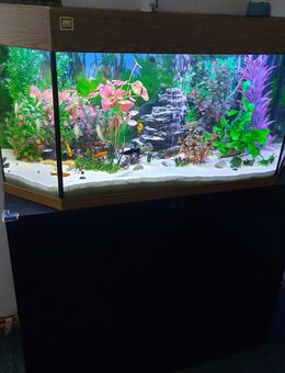 Verkaufe komplett Aquarium top Zustand mit Unterschrank Außenfilter Heizung 200 Lieter - Rattelsdorf (Bayern)