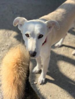 Powermama Lissy sucht ihr Glück - Celle