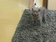 3 süße BKH Kitten suchen ein zu Hause - Gladbeck