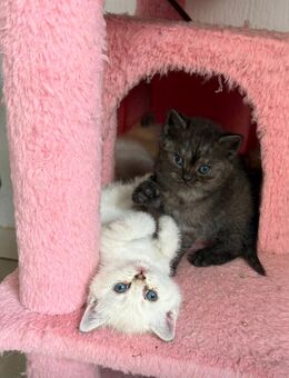 BKH Kitten - Gladbeck