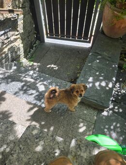 Chihuahua mix welpe zu verkaufen - Greiz