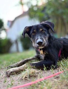 Hundedame BENI in PS auf 76829 Landau - Landau (Pfalz)