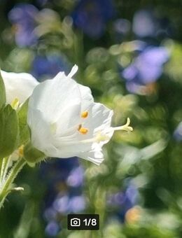 Jakobsleiter, Himmelsleiter (Polemonium caeruleum) blau/weiß - Horgenzell