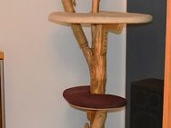 Katzenbaum massiv ! - Pforzheim