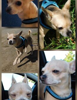 Chihuahua Chase - Overath Zentrum